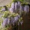 Wisteria Floribunda 1 Wisteria Floribunda -Garden Plant Store pl0000001735