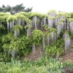 Wisteria Floribunda F. Alba 'Shiro-noda' -Garden Plant Store pl0000001736 card3 lg