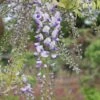 Wisteria × Valderi 'Burford' -Garden Plant Store pl0000001738