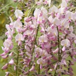 Wisteria Floribunda F. Rosea 'Hon-beni'