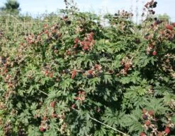 Blackberry 'Oregon Thornless' -Garden Plant Store pl0000001886 card2 lg