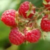 Raspberry 'Glen Ample' (PBR) 2 Raspberry 'Glen Ample' (PBR) -Garden Plant Store pl0000001952