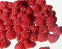Raspberry 'Glen Ample' (PBR) 9 Raspberry 'Glen Ample' (PBR) -Garden Plant Store pl0000001952 card4 lg