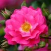 Rosa Pink Flower Carpet ('Noatraum') (PBR) -Garden Plant Store pl0000002325
