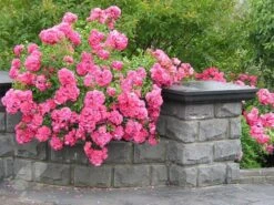 Rosa Pink Flower Carpet ('Noatraum') (PBR) -Garden Plant Store pl0000002325 card4 lg