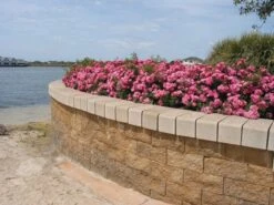 Rosa Pink Flower Carpet ('Noatraum') (PBR) -Garden Plant Store pl0000002325 card5 lg