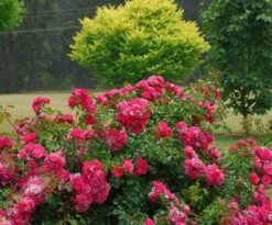 Rosa Pink Flower Carpet ('Noatraum') (PBR) -Garden Plant Store pl0000002325 card6 lg