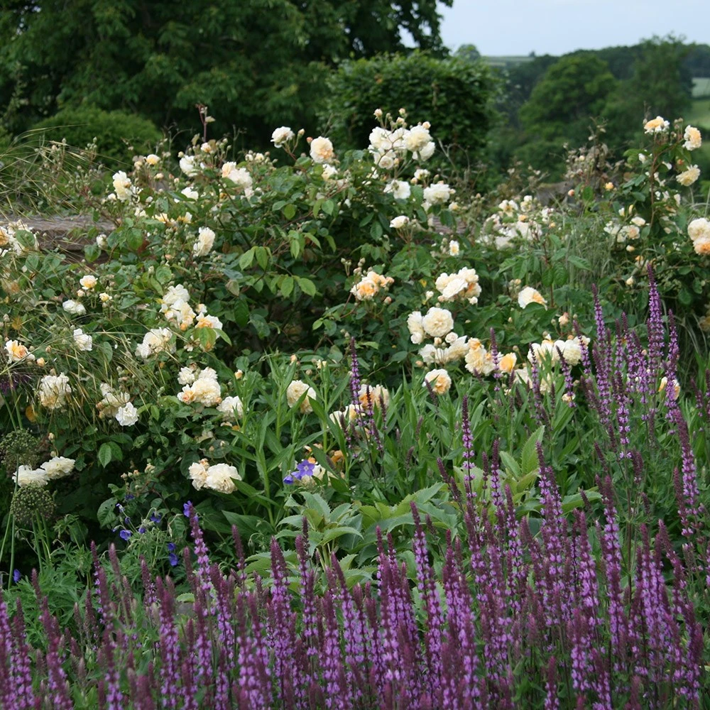 Rosa 'Buff Beauty' 4 Rosa 'Buff Beauty' - Image 2