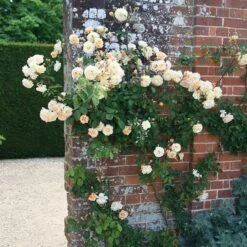 Rosa 'Buff Beauty' 8 Rosa 'Buff Beauty' -Garden Plant Store pl0000002335 card3 lg