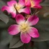 Rosa Glauca Pourr. -Garden Plant Store pl0000002337