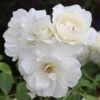 Rosa Iceberg ('Korbin') -Garden Plant Store pl0000002375