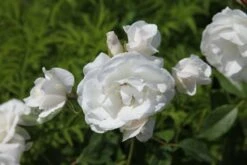 Rosa Iceberg ('Korbin') -Garden Plant Store pl0000002375 card4 lg