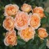 Rosa Sweet Dream ('Fryminicot') -Garden Plant Store pl0000002418