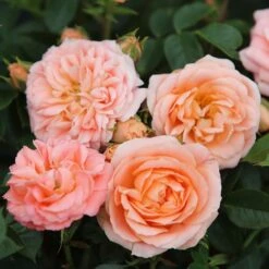 Rosa Sweet Dream ('Fryminicot') -Garden Plant Store pl0000002418 card3 lg