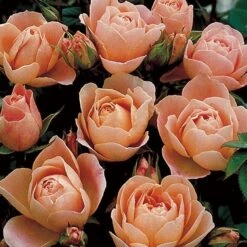 Rosa Sweet Dream ('Fryminicot') -Garden Plant Store pl0000002418 card4 lg