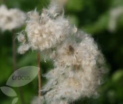 Anemone Hupehensis 'Hadspen Abundance' 9 Anemone Hupehensis 'Hadspen Abundance' -Garden Plant Store pl0000002459 card4 lg