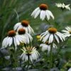 Echinacea Purpurea 'White Swan' -Garden Plant Store pl0000002725