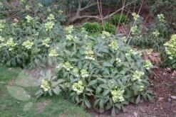 Helleborus Argutifolius -Garden Plant Store pl0000002907 card4 lg