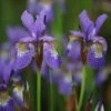 Iris 'Tropic Night' -Garden Plant Store pl0000003109