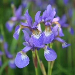 Iris 'Tropic Night' -Garden Plant Store pl0000003109 card3 lg