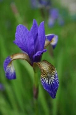 Iris 'Tropic Night' -Garden Plant Store pl0000003109 card4 lg