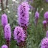 Liatris Spicata 'Kobold' 2 Liatris Spicata 'Kobold' -Garden Plant Store pl0000003153