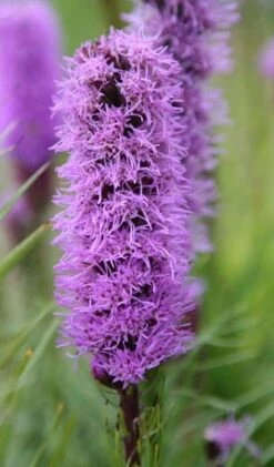 Liatris Spicata 'Kobold' -Garden Plant Store pl0000003153 card3 lg