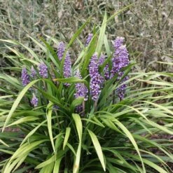 Liriope Muscari -Garden Plant Store pl0000003173 card3 lg
