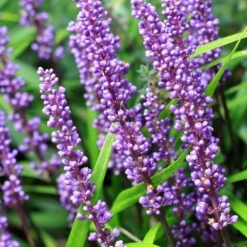 Liriope Muscari -Garden Plant Store pl0000003173 card5 lg