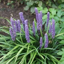 Liriope Muscari -Garden Plant Store pl0000003173 card6 lg