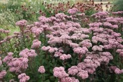 Hylotelephium 'Matrona' -Garden Plant Store pl0000003599 card4 lg