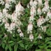 Tiarella 'Spring Symphony' (PBR)