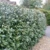 Elaeagnus × Submacrophylla -Garden Plant Store pl0000003772