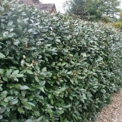 Elaeagnus × Submacrophylla -Garden Plant Store pl0000003772 card2 lg