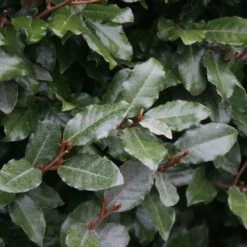Elaeagnus × Submacrophylla -Garden Plant Store pl0000003772 card3 lg