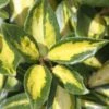 Elaeagnus × Submacrophylla 'Limelight' -Garden Plant Store pl0000003775