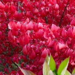 Euonymus Alatus -Garden Plant Store pl0000003811 card3 lg