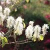 Fothergilla Major 1 Fothergilla Major -Garden Plant Store pl0000003855
