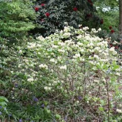 Fothergilla Major 7 Fothergilla Major -Garden Plant Store pl0000003855 card2 lg