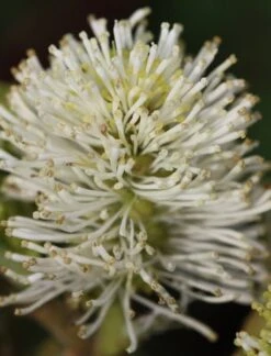 Fothergilla Major 8 Fothergilla Major -Garden Plant Store pl0000003855 card3 lg