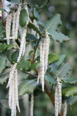 Garrya Elliptica 'James Roof' -Garden Plant Store pl0000003880 card4 lg