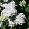 Hydrangea Macrophylla 'Madame Emile Mouillère' -Garden Plant Store pl0000003982