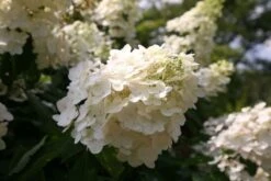 Hydrangea Paniculata 'Unique' -Garden Plant Store pl0000003988 card4 lg