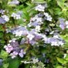 Hydrangea Serrata 'Bluebird' 2 Hydrangea Serrata 'Bluebird' -Garden Plant Store pl0000003992