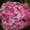 Hydrangea 'Preziosa' -Garden Plant Store pl0000003994
