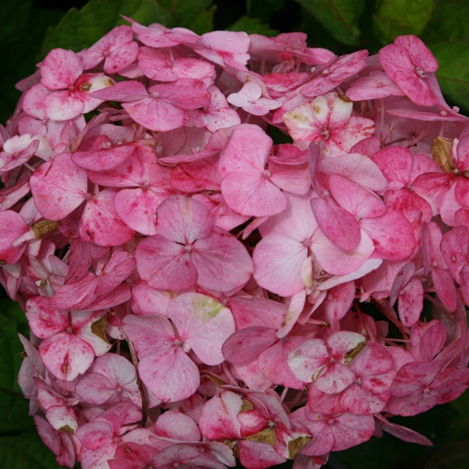 Hydrangea 'Preziosa' 3 Hydrangea 'Preziosa'
