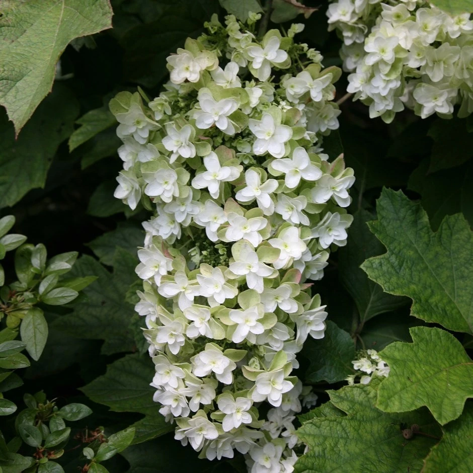Hydrangea Quercifolia Snowflake ('Brido') 3 Hydrangea Quercifolia Snowflake ('Brido')