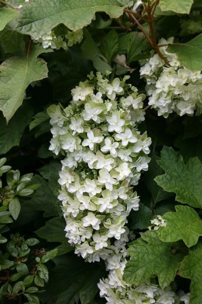 Hydrangea Quercifolia Snowflake ('Brido') 4 Hydrangea Quercifolia Snowflake ('Brido') - Image 2
