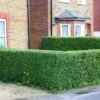 Ligustrum Ovalifolium - Privet Hedging