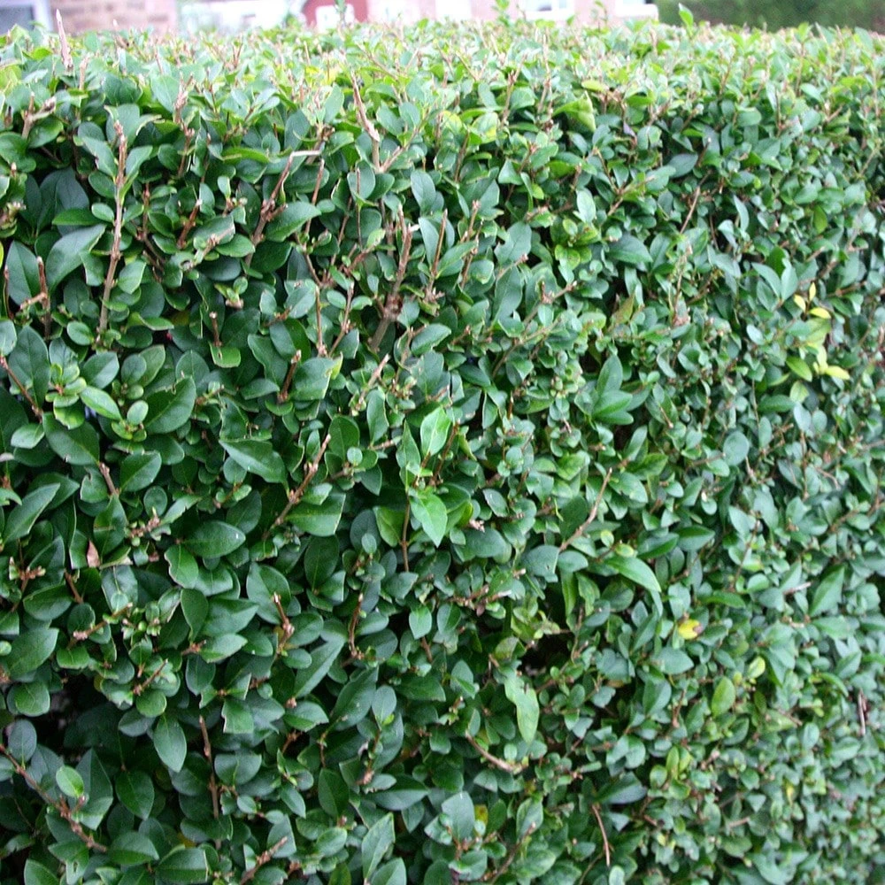 Ligustrum Ovalifolium - Privet Hedging 6 Ligustrum Ovalifolium - Privet Hedging - Image 4